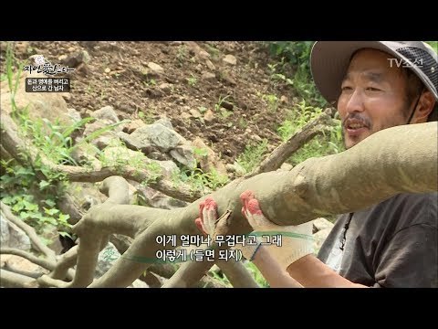 혼자 나무 드는 자연인! 역시 특공대! [자연愛산다] 17회 20170808