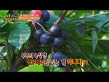 블루베리로 연 매출 4억! 귀농 부부! [정보통 광화문 640] 29회 20170810