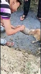 Feral Indian dog rescued after getting its head stuck in jar