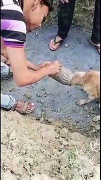 Feral Indian dog rescued after getting its head stuck in jar