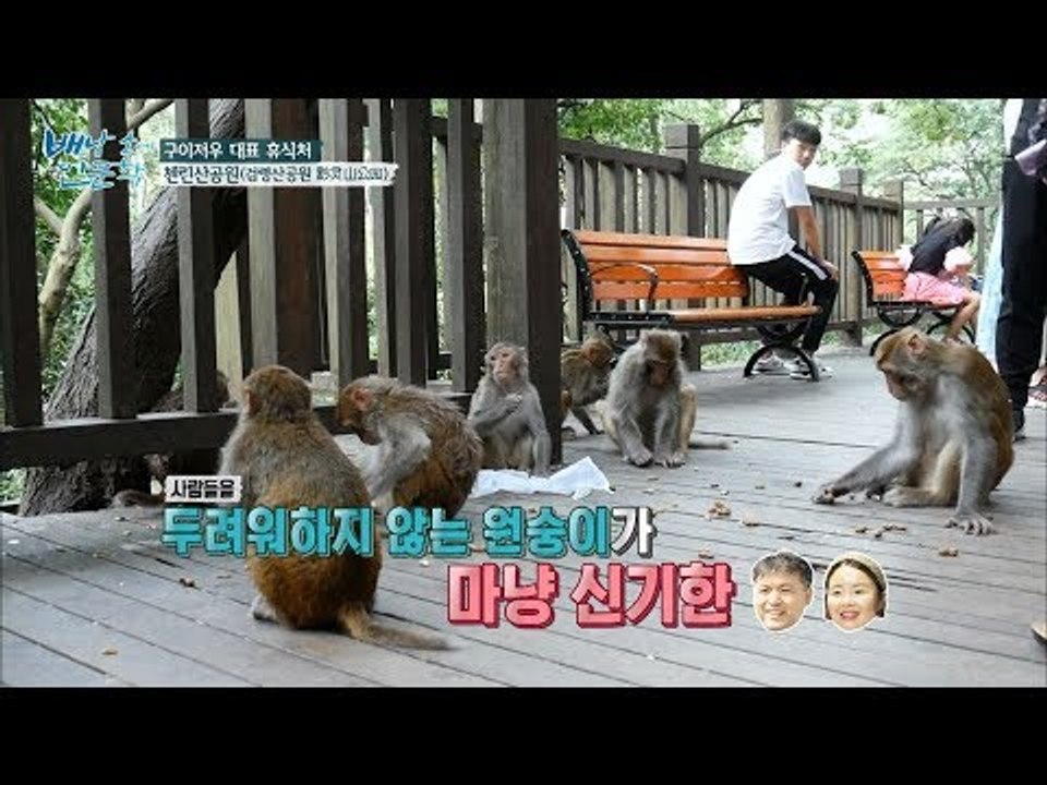 첸린산공원 길거리엔 원숭이가 돌아다닌다!  [배낭 속에 인문학] 12회 20170829