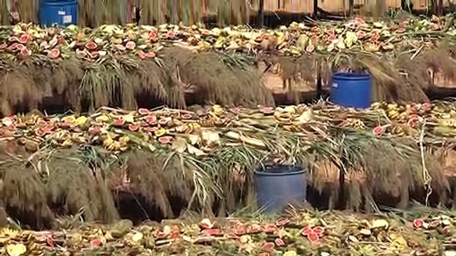 Elephants treated to 'all-you-can-eat' buffet as Thailand celebrates National Elephant Day