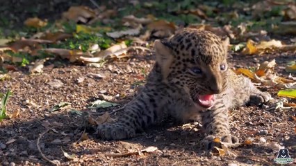 Lost baby leopards rescued and reunited with their mums in one day