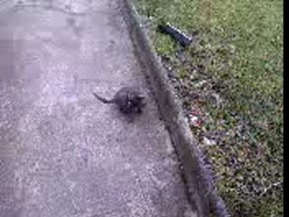 Chat 1