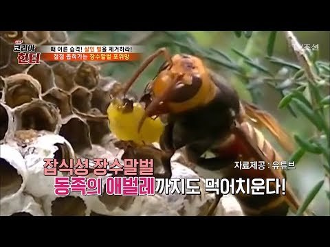 동족의 애벌레까지 먹는 장수말벌! [뉴 코리아 헌터] 66회 20170904