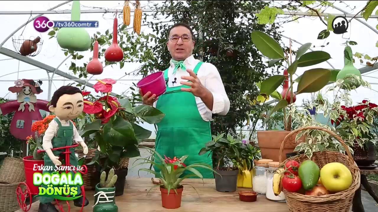 Doğala Dönüş