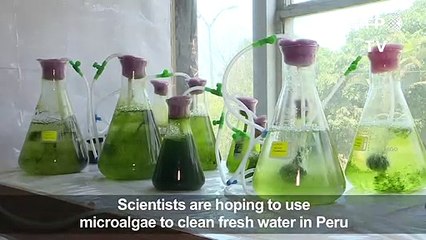 Could microalgae clean a polluted Peruvian lake?