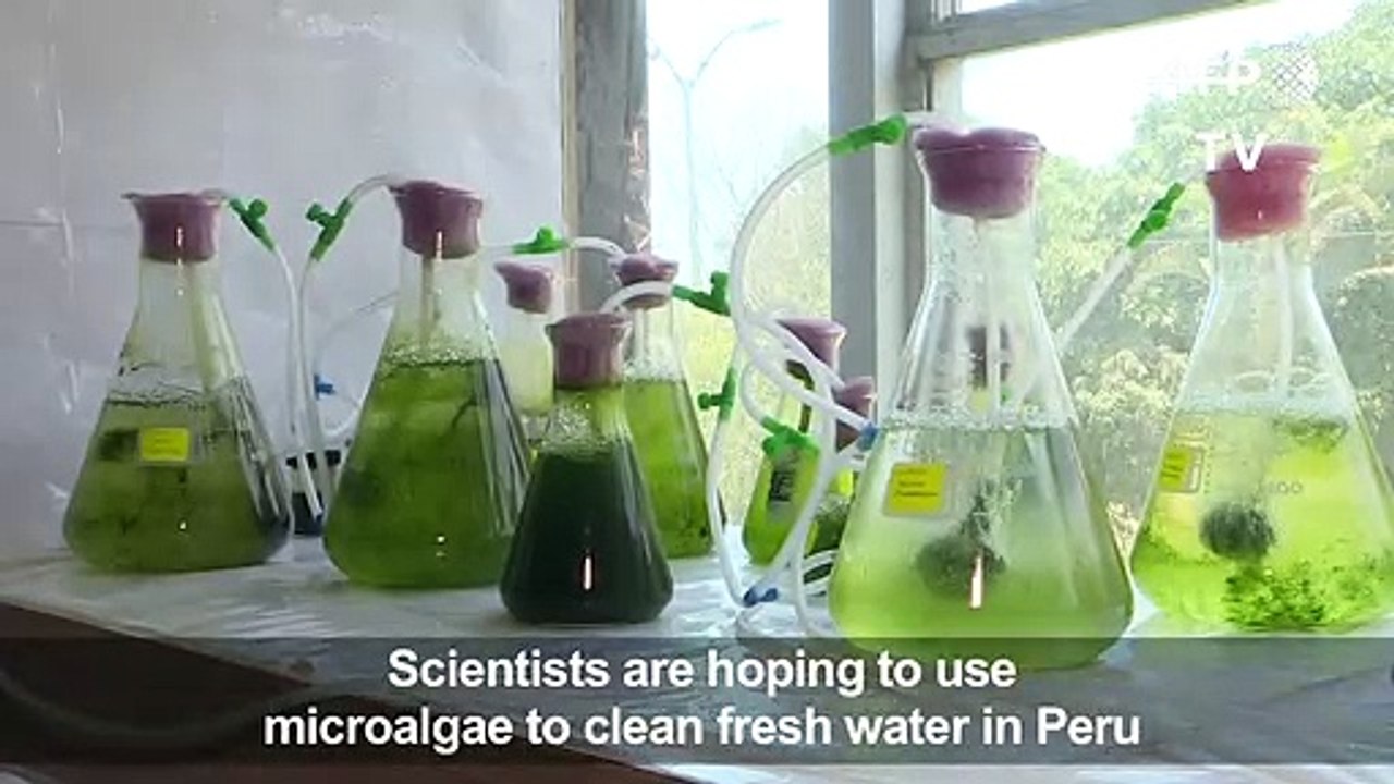 Could microalgae clean a polluted Peruvian lake?