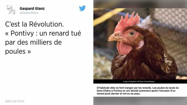 Insolite. Surpris par des poules, un renard tué à coups de bec.
