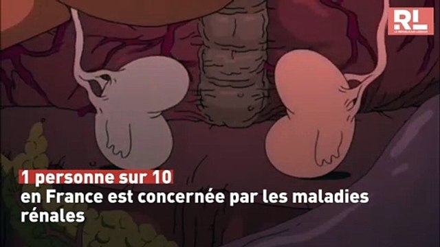 Semaine du rein : les 5 informations à connaître sur les maladies rénales