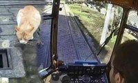 Raylar üzerinde su içen kediyi görünce kullandığı nostaljik tramvayı durdurdu