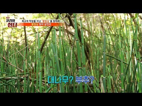 생소하지만 뛰어난 효능을 가진 ‘속새’ [뉴 코리아 헌터] 68회 20170918