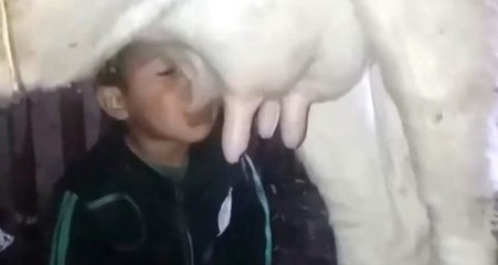 İnekten Süt Emen Çocuğun Videosu, Sosyal Medyayı Salladı