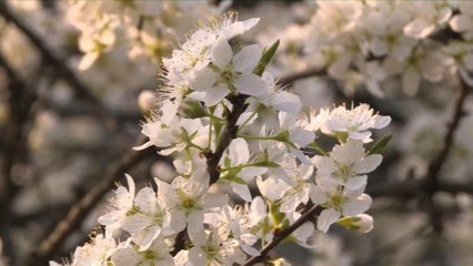 La primavera llega a la región china de Guizhou