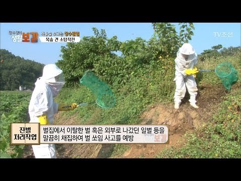한 마리의 벌도 놓치지 않고 모두 잡아야 하는 이유는? [황수경의 생활보감] 24회 20170916