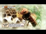 말벌 최강의 포식자! 죽음을 부르는 장수말벌! [황수경의 생활보감] 24회 20170916