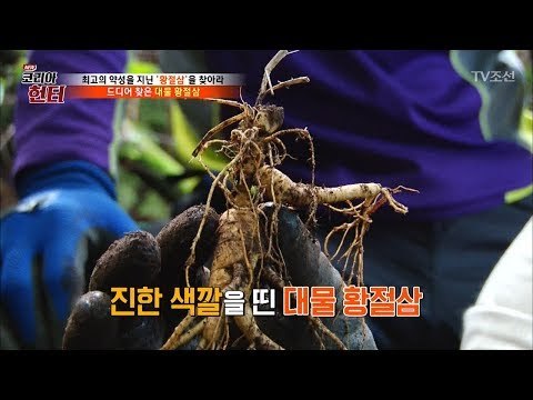 황금 산삼 ‘황절삼’ 드디어 발견했다!!! [뉴 코리아 헌터] 68회 20170918