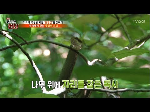 산삼 찾으러 갔다가 독사를 만나다! [뉴 코리아 헌터] 68회 20170918