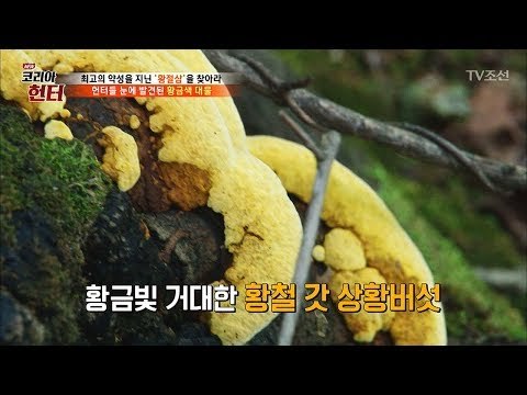 황금빛 버섯 발견! 그냥 지나칠 수 없다! [뉴 코리아 헌터] 68회 20170918