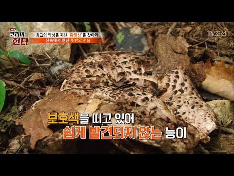 대물, 능이버섯을 발견하다! [뉴 코리아 헌터] 68회 20170918