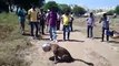 Thirsty leopard gets head stuck in metal pot