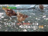 방목으로 키우는 닭, 친환경 달걀 [정보통 광화문 640] 58회 20170920