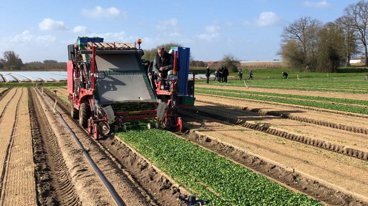 Récolte de la mâche