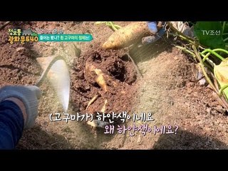 새로 품종 개발 된 흰 고구마! [정보통 광화문 640] 70회 20171013