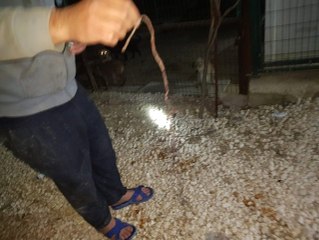 Gaziantep'te Sıpaya Akıl Almaz İşkence