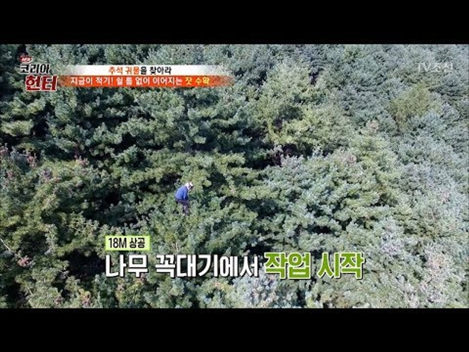 나무 꼭대기에서 잣 채취! 묘기 수준! [뉴 코리아 헌터] 69회 20170925