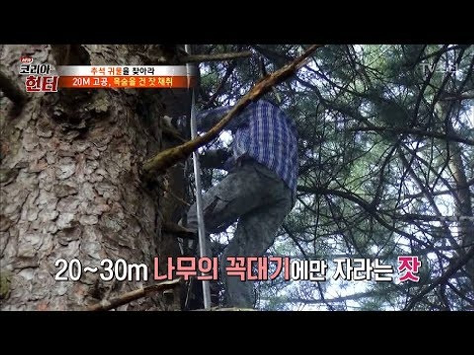 잣을 채취하려면 목숨을 걸어야 한다! [뉴 코리아 헌터] 69회 20170925