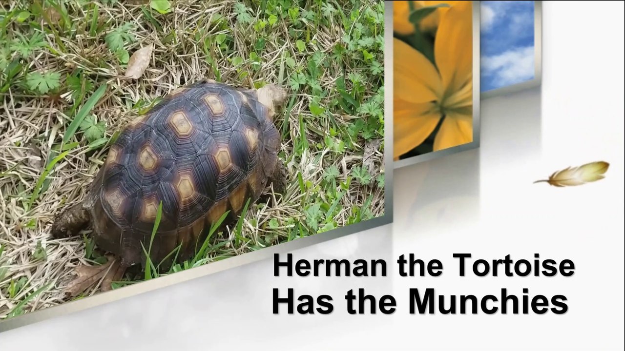 Herman the Tortoise Has the Munchies