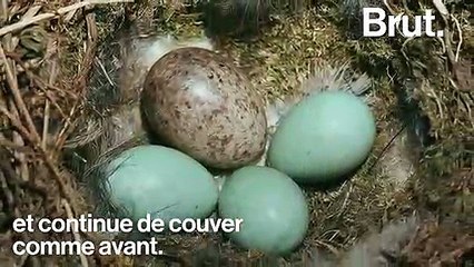 Le "parasitisme de couvée", un comportement cruel pratiqué par certains coucous