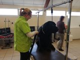Les élèves de la MFR de Semur-en-Auxois apprennent à toiletter les chiens