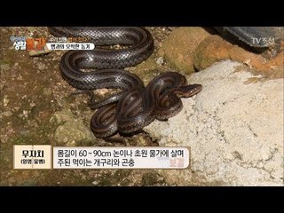 뱀은 수놈보다 암놈이 더 크다? 교미하는 물뱀 포착! [황수경의 생활보감] 27회 20171007