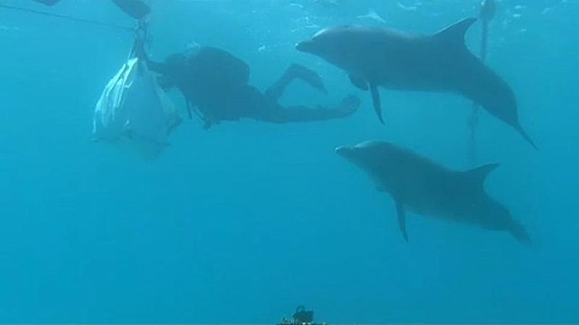 Человек идёт: в Израиле началась операция по пересадке кораллов