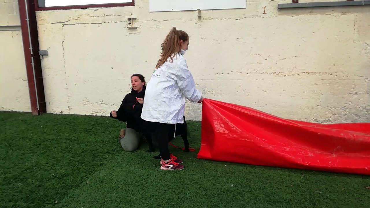 Les élèves de la MFR de Semur-en-Auxois font un exercice d'agility avec les chiens