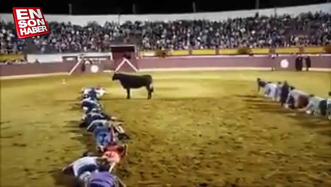 Boğalar göz hizalarının altını göremiyor