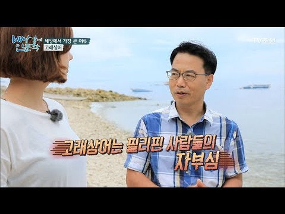 필리핀의 자부심, 고래상어! 그 이유는? [배낭 속에 인문학] 18회 20171010