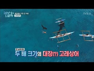 세상에서 가장 온순한 상어 ‘고래상어’를 실제로 보면? [배낭 속에 인문학] 18회 20171010