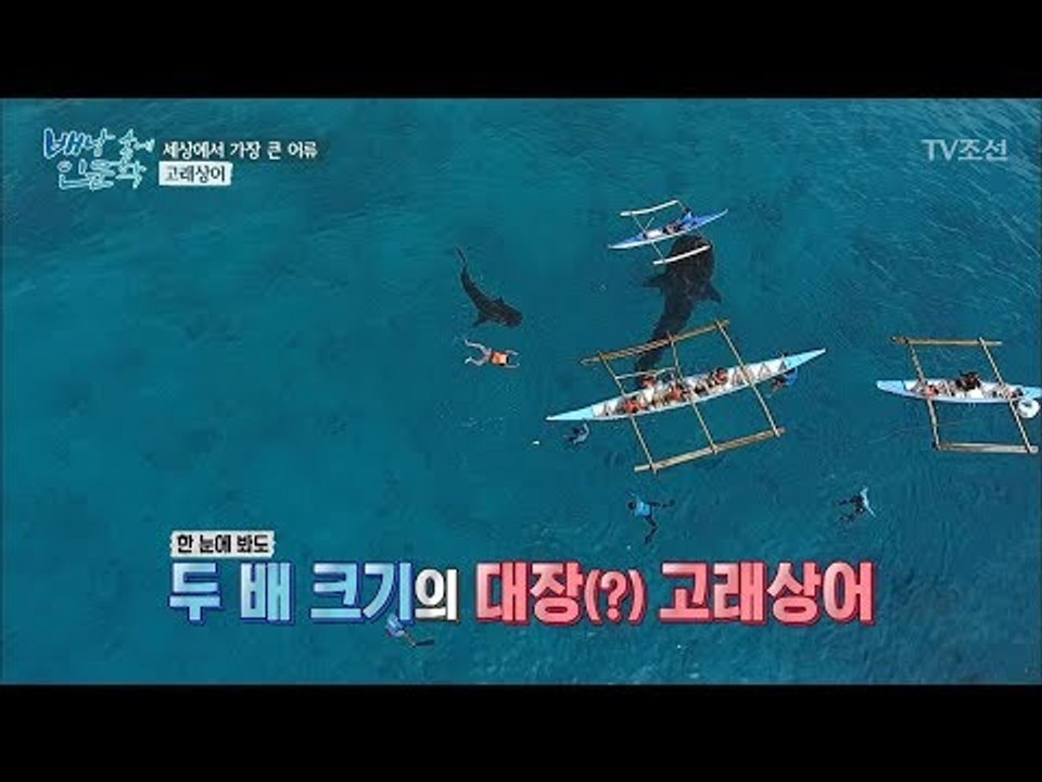 세상에서 가장 온순한 상어 ‘고래상어’를 실제로 보면? [배낭 속에 인문학] 18회...