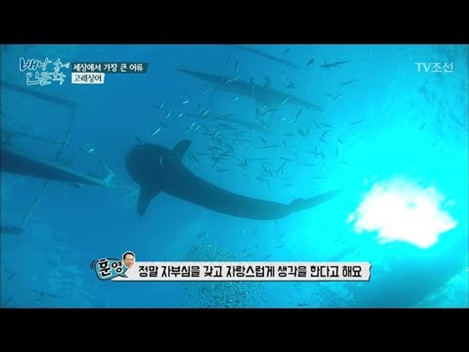 고래상어는 언제부터 오슬롭에 나타났을까? [배낭 속에 인문학] 18회 20171010