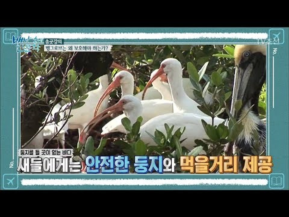 맹그로브를 보호해야 되는 이유! [배낭 속에 인문학] 19회 20171017