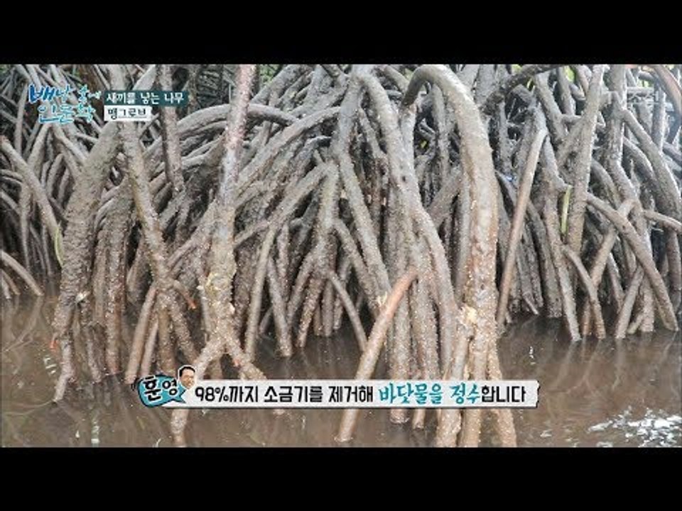 새끼를 낳는 나무 ‘맹그로브’ [배낭 속에 인문학] 19회 20171017