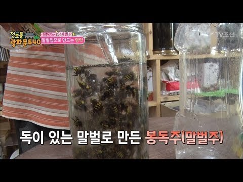 명약, 독이 있는 말벌로 만든 말벌주! [정보통 광화문 640] 71회 20171018