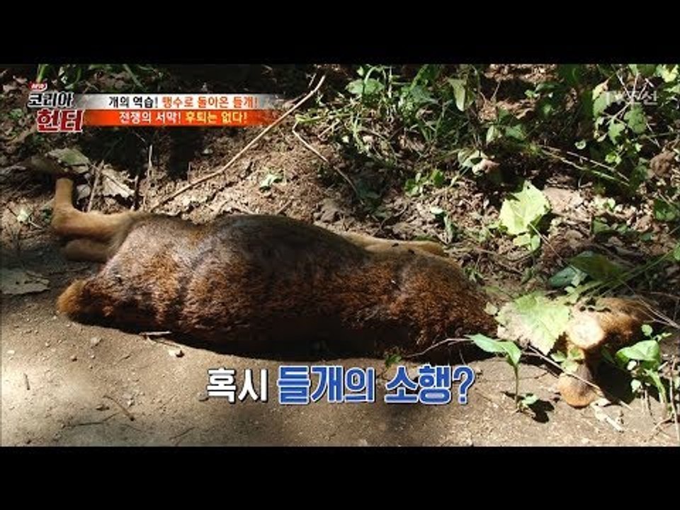 들개의 흔적?! 들개가 죽인 고라니를 발견하다! [뉴 코리아 헌터] 72회 20171016