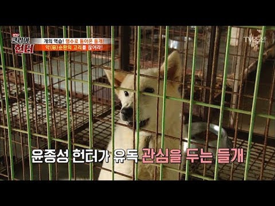 한쪽 다리가 잘린 들개! 들개가 안쓰러운 헌터의 따듯한 마음 [뉴 코리아 헌터] 72...