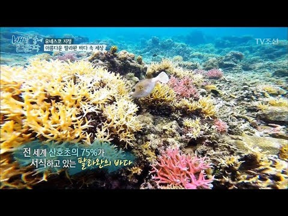 세계에서 가장 아름다운 팔라완 바다 속 세상! [배낭 속에 인문학] 19회 20171017