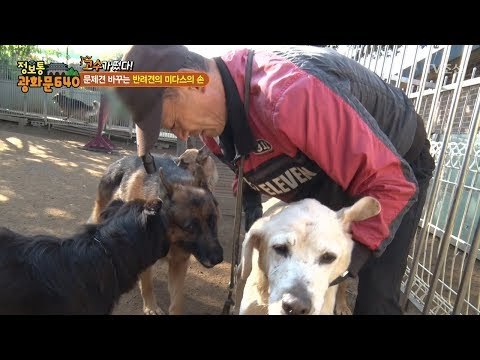 반려견 마스터! 약손으로 강아지를 치료하다! [정보통 광화문 640] 74회 20171026