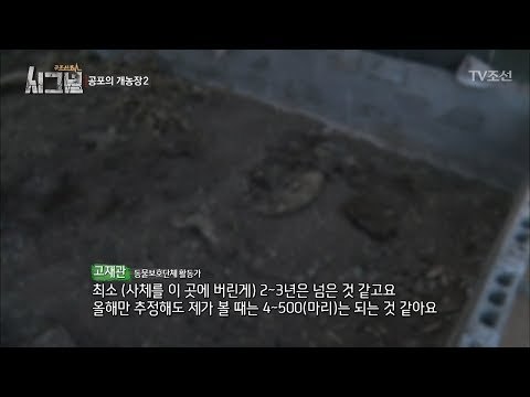 흙처럼 보이는 것이 전부 개 사체?! [시그널] 4회 20171124